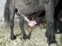 Horse got jacked off until orgasm